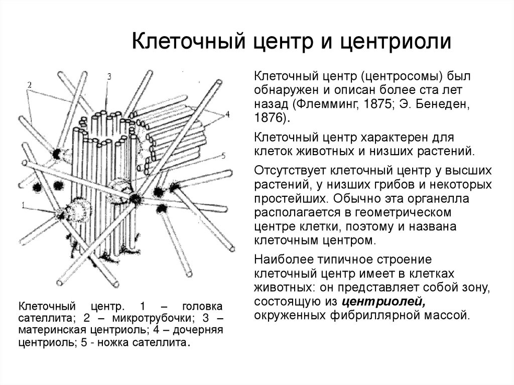 Клеточный центр структура