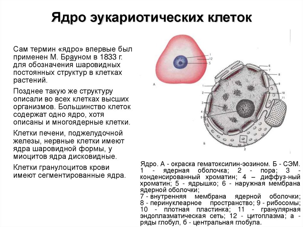 Дайте характеристику клеточному ядру. Строение ядра эукариотической клетки.