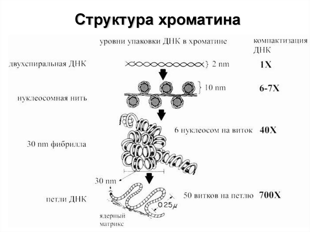 Компактизация днк исчезновение ядерной оболочки