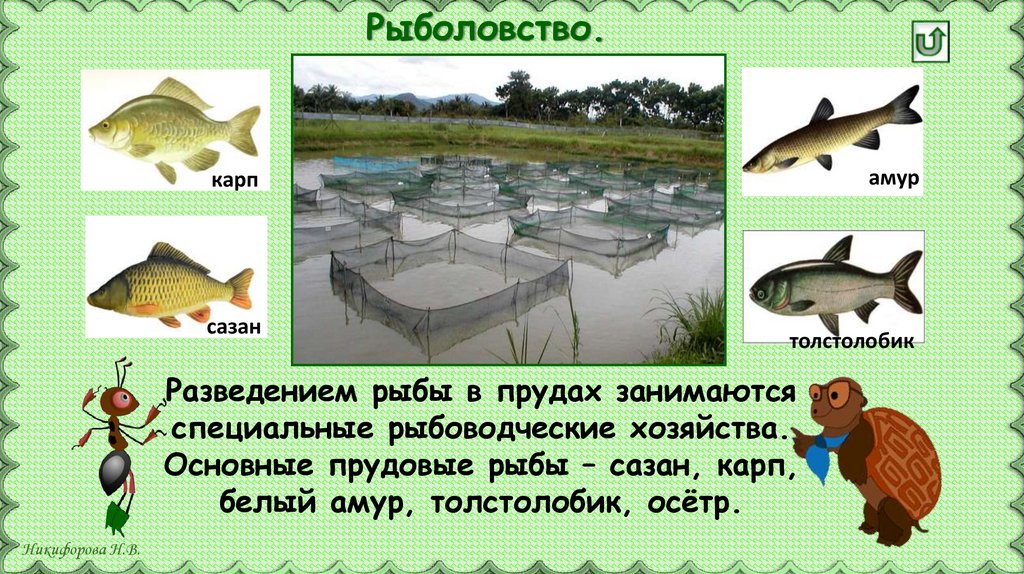Каких домашних млекопитающих рыб разводят люди. Животноводство рыбы. Разведением рыбы в прудах занимаются специальные рыбоводческие. Рыболовство и рыбоводство презентация. Какую рыбу разводят в прудах.