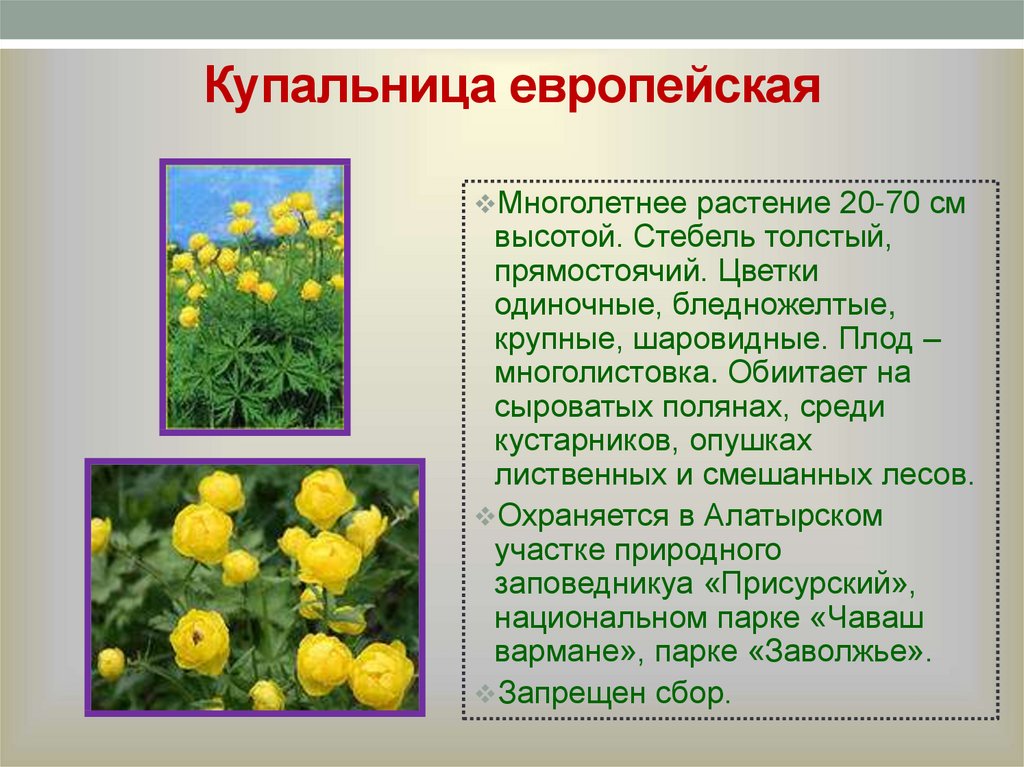 Растения красной книги удмуртии фото и описание
