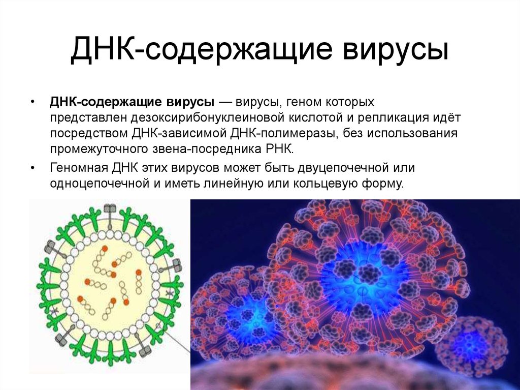 Геномные рнк. ДНК содержащие вирусы микробиология. Кднсодержающие вирусы. РНК содержащие вирусы. ДНК И РНК содержащие вирусы.