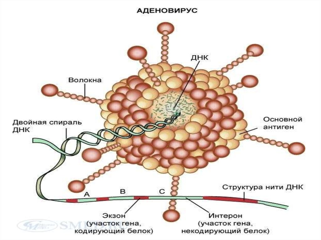 Вирусная днк. Геном аденовируса. Аденовирус онкогенность. Антигены аденовирусов. ДНК содержащие вирусы аденовирусы.