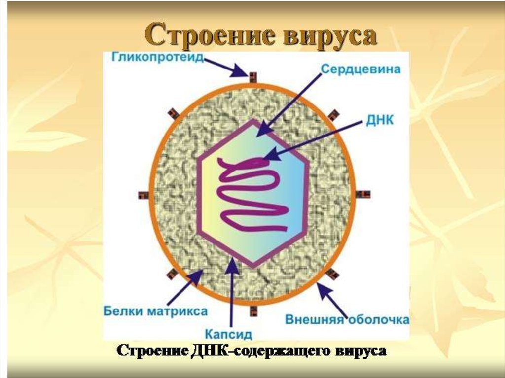 Биология царство вирусы. Строение вируса биология 10. Строение ДНК вируса. Вирус генетическое строение. Царство вирусы строение.