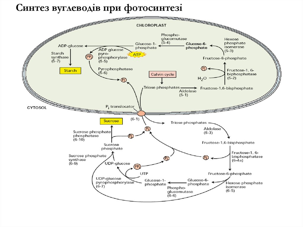 Синтез вуглеводів при фотосинтезі