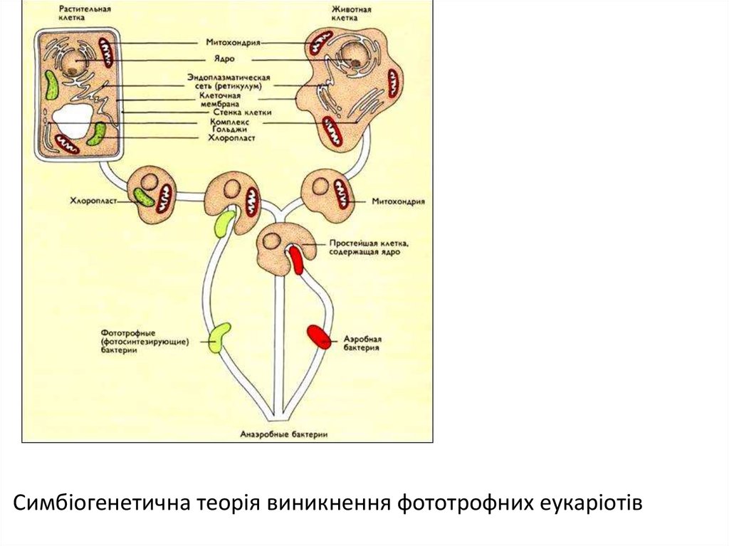 Эволюция эукариотических организмов