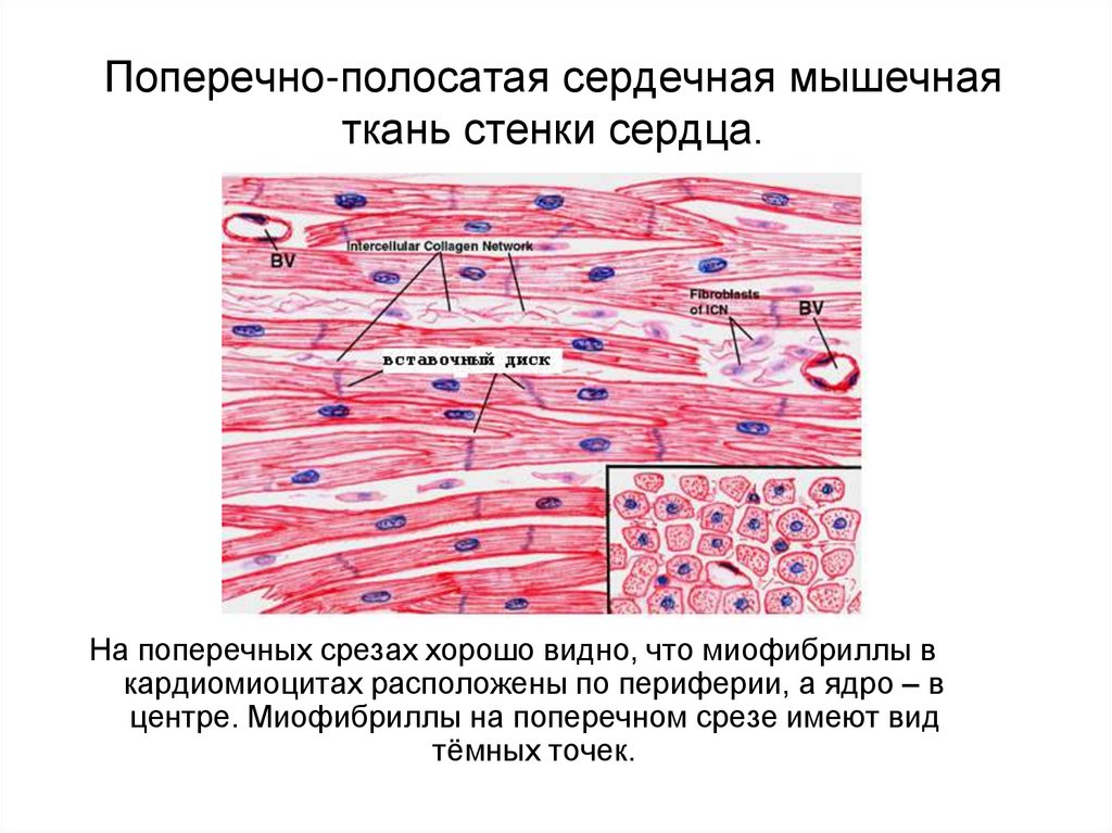 В чем особенность строения поперечнополосатой мышечной ткани