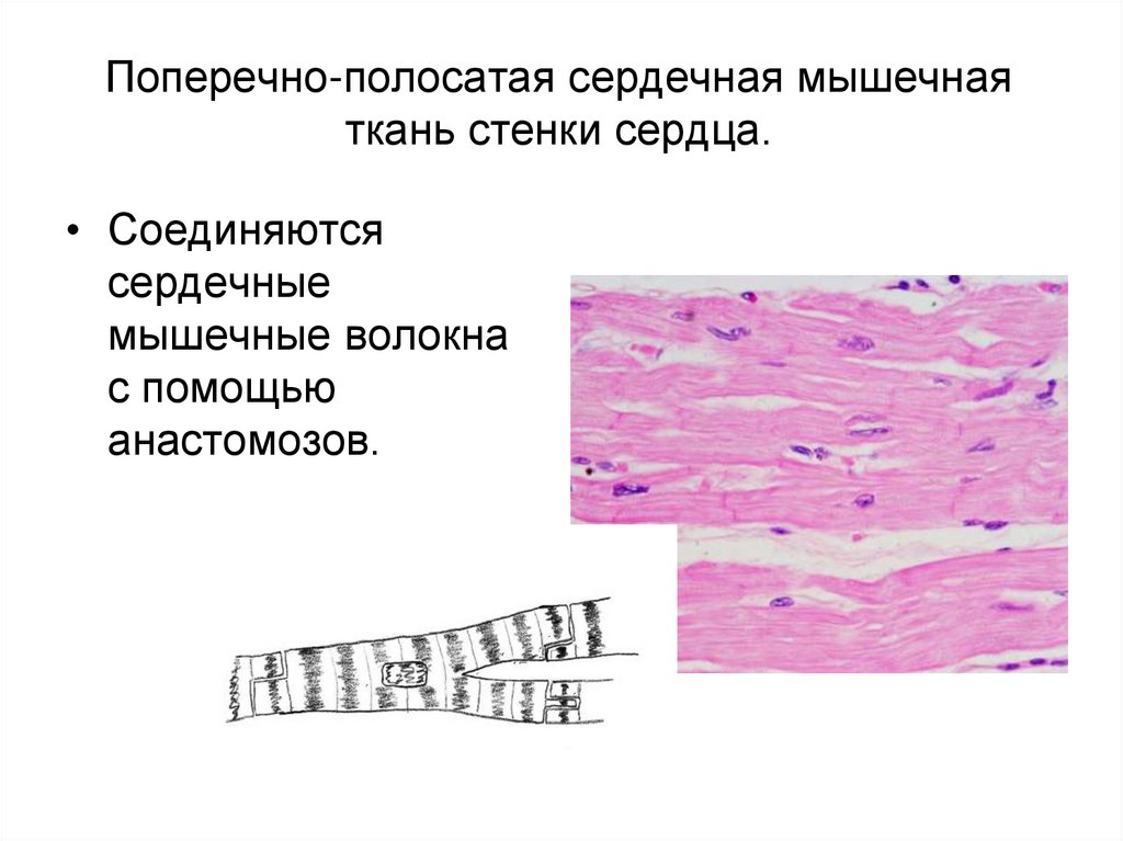 Изображение поперечно полосатой мышечной ткани