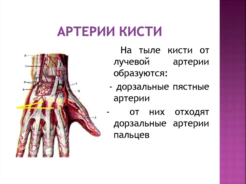 Артерия на запястье. Кровоснабжение лучезапястного сустава. Ладонные артерии кисти. Кровоснабжение пальцев кисти. Ладонные артериальные дуги.