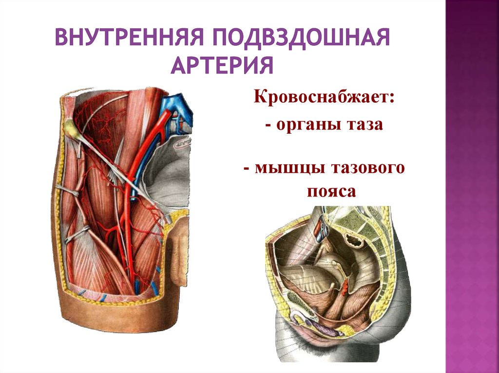 Правая подвздошная артерия. Внутренняя подвздошная артерия. Внутренняя подвздошная артерия кровоснабжает. Наружная и внутренняя подвздошные артерии. Пристеночные ветви внутренней подвздошной артерии.