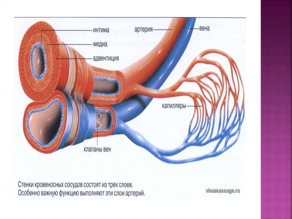 Мышечный слой артерий и вен. Строение кровеносных сосудов артерий вен капилляров. Строение артерии вены и капилляры. Стенка кровеносного сосуда состоит из:.