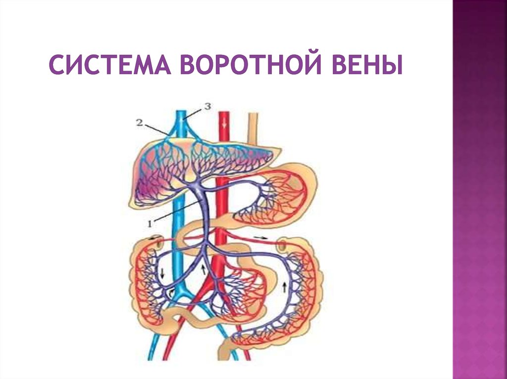 Кровообращение воротной вены. Воротная Вена печени анатомия. Система воротной вены анатомия.