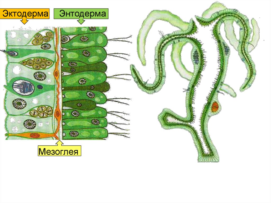 Клетки эктодермы. Строение гидры мезоглея. Клетки эктодермы и энтодермы гидры. Энтодерма у кишечнополостных. Строение эктодермы и энтодермы гидры.