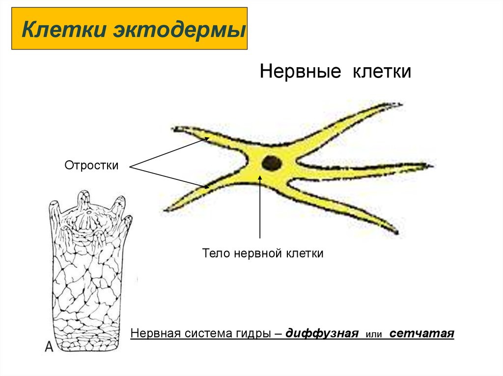 Диффузная нервная система характерна для животных типа. Строение нервной клетки эктодермы. Строение нервной клетки гидры. Гидра Пресноводная строение нервной системы. Сетчатая нервная система гидры.