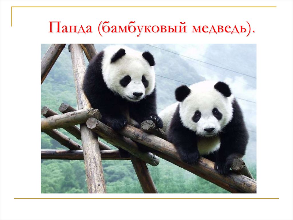 Панда (бамбуковый медведь).