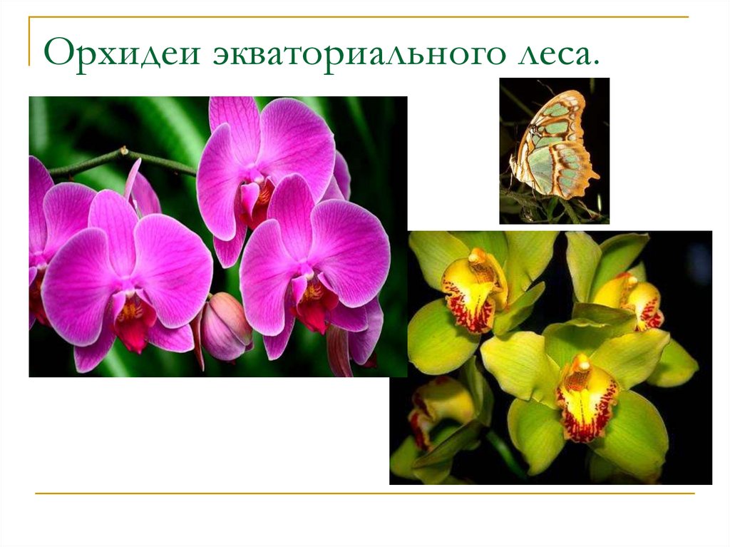 Орхидеи экваториального леса.