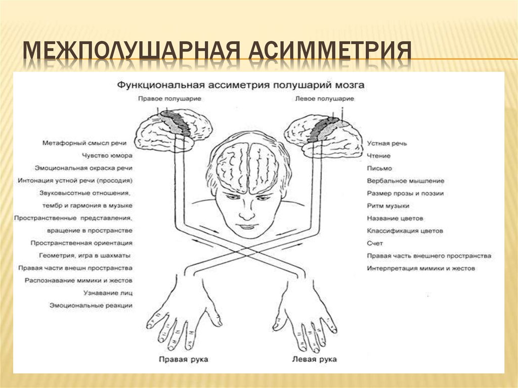 Тест мозга 4. Упражнения для развития межполушарных связей головного мозга у детей. Функциональная асимметрия мозга схема. Межполушарная асимметрия мозга схема. Гимнастика для межполушарного взаимодействия мозга.