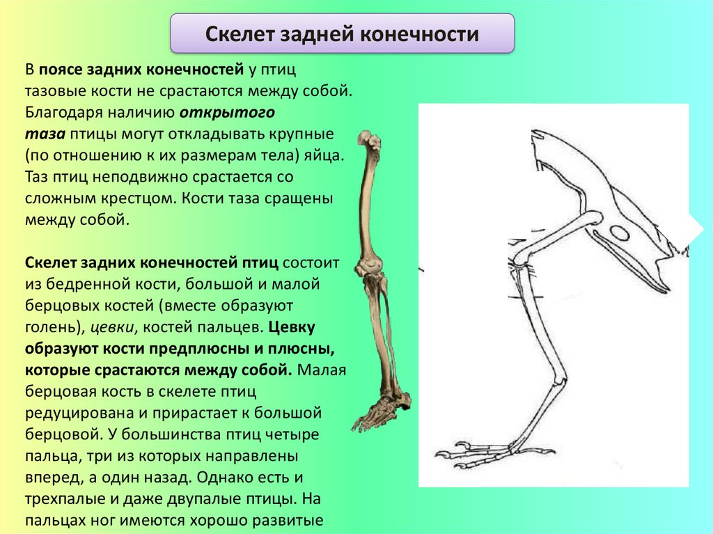 Рассмотрите задние конечности птиц большинство костей стопы