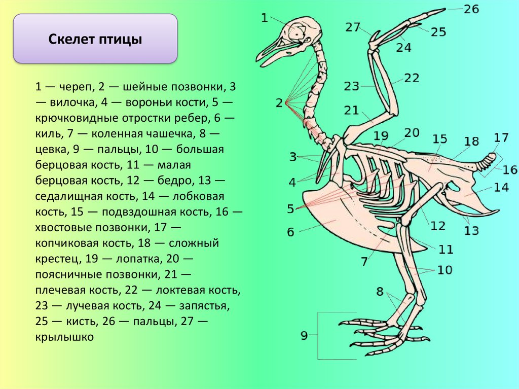 Вывод об особенностях строения скелета птиц