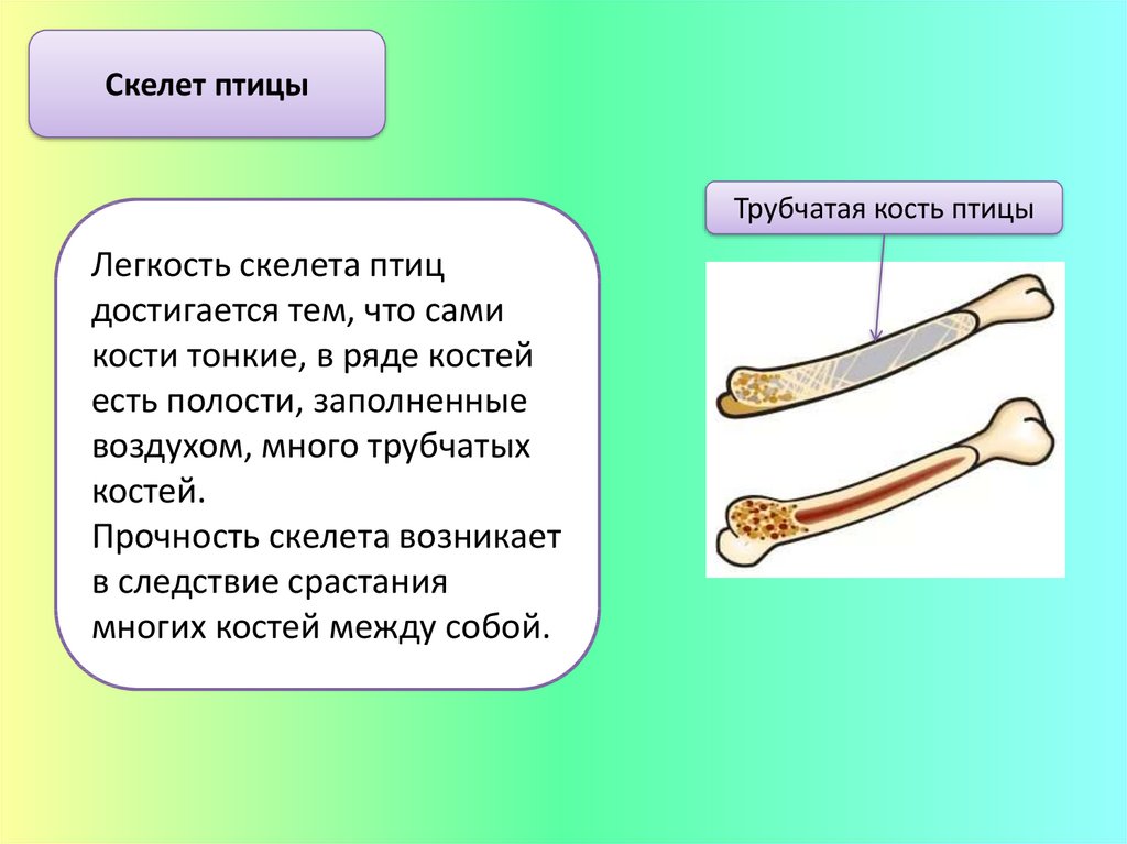 Тонкие кости