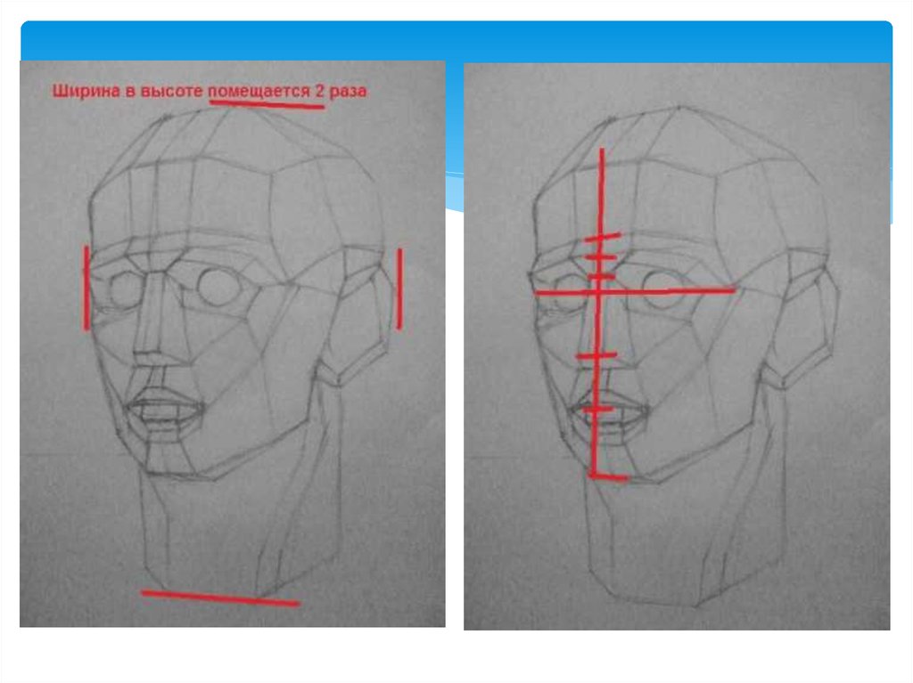 Рисунок построение головы человека