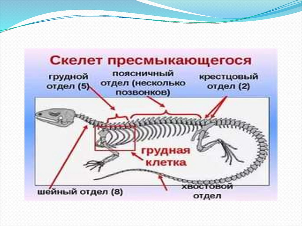 Особенности строения скелета пресмыкающихся таблица. Опорно-двигательная система животных. Двигательные системы животных.