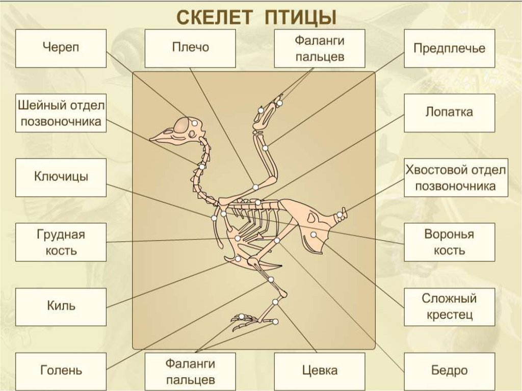 Схема опорно двигательной системы птиц