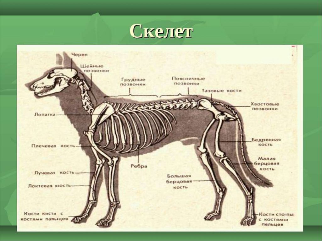 Презентация кости животных