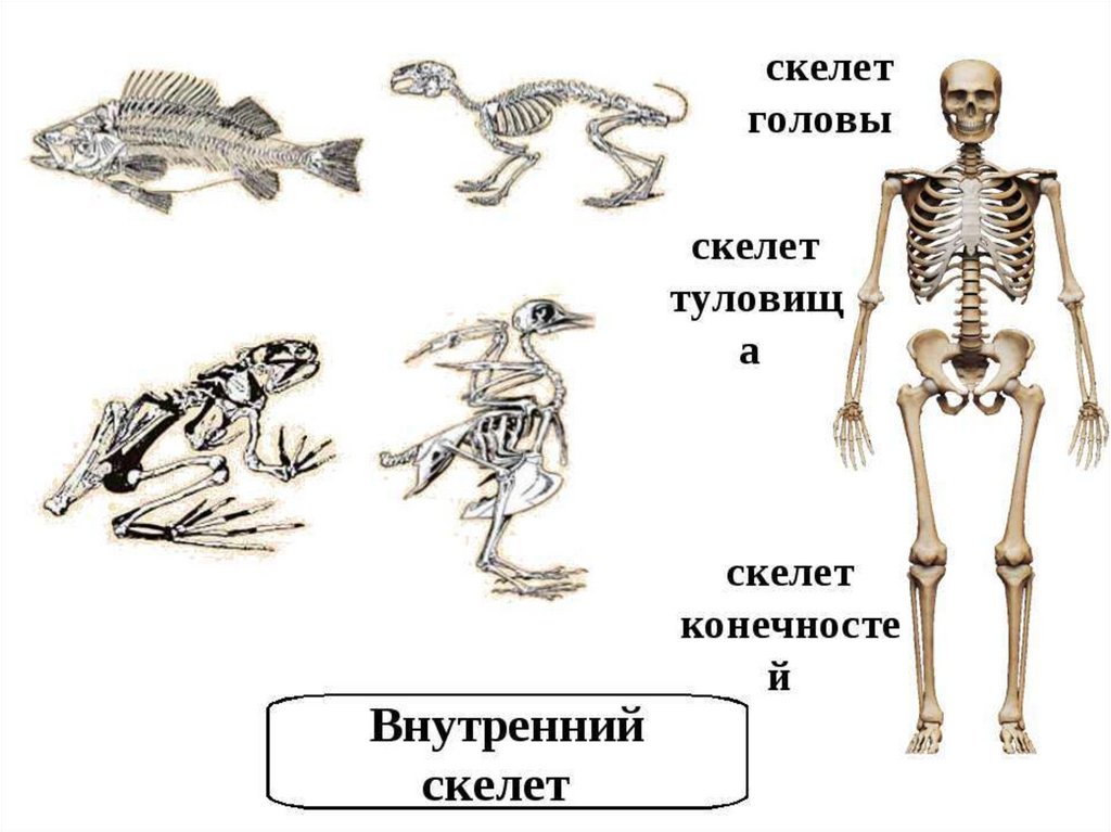 Для скелета не характерна. Опорно-двигательная система хордовых животных. Внутренний скелет. Внутренний скелет животных. Скелет позвоночных.