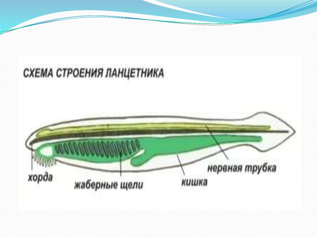 На рисунке внутренний скелет ланцетника обозначен цифрой