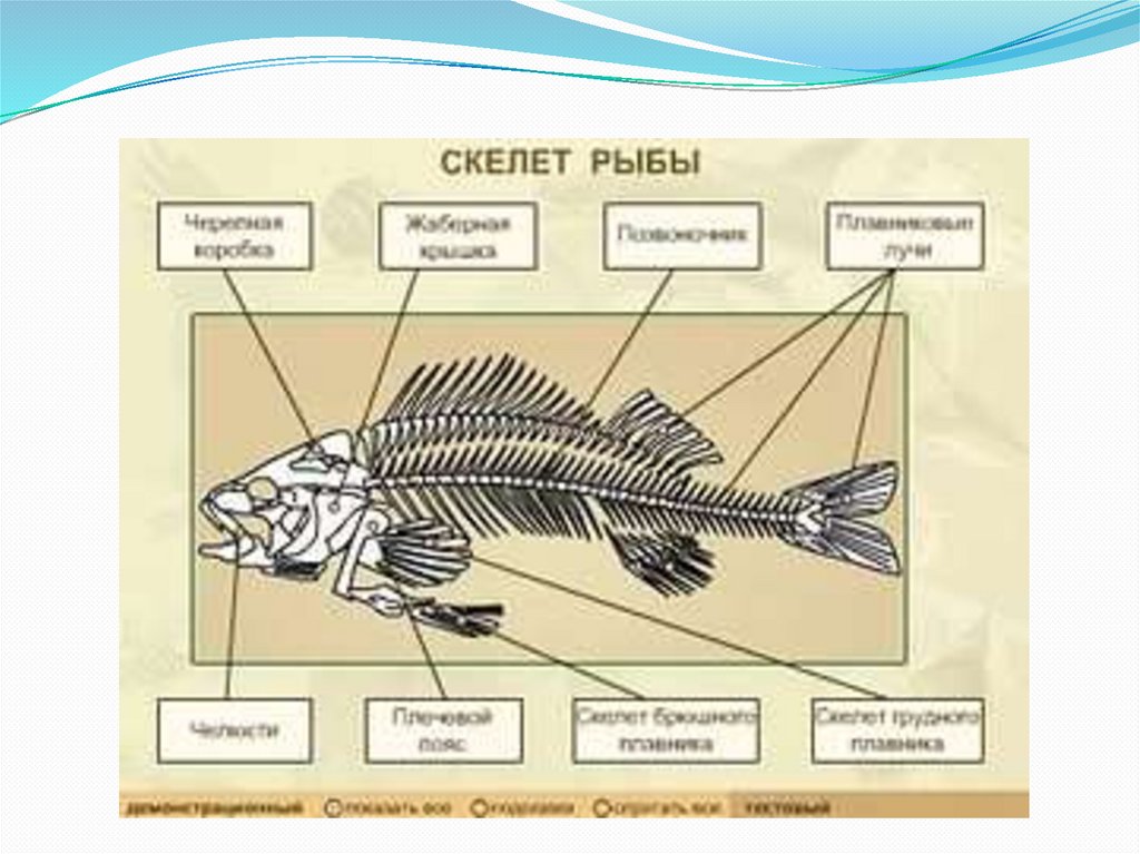 Скелет рыбы схема