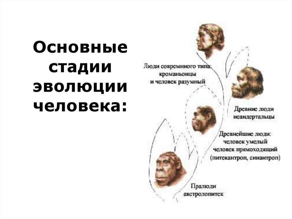 Стадии человека. Основные этапы эволюции человека. Основные этапы революции человека. Основные этапы эволюциичелвека. Основные стадии развития человека.