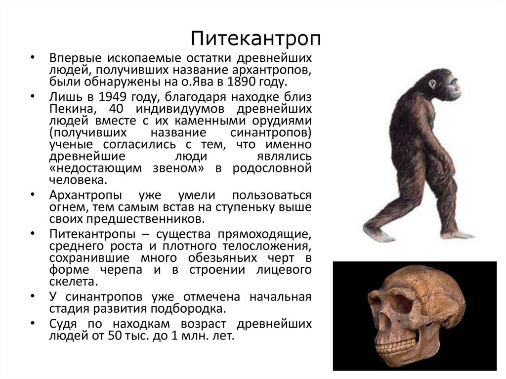 Древнейшие люди питекантроп