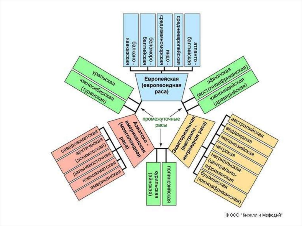 Схема расовой классификации