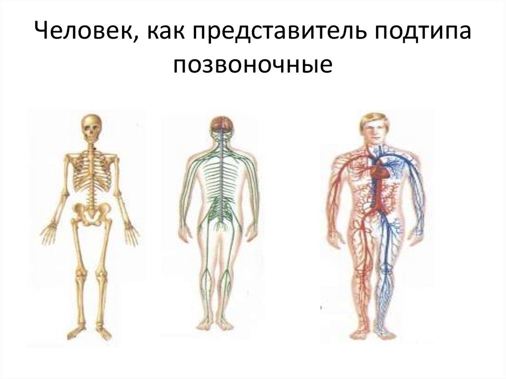 Строение и жизнедеятельность органов и систем органов