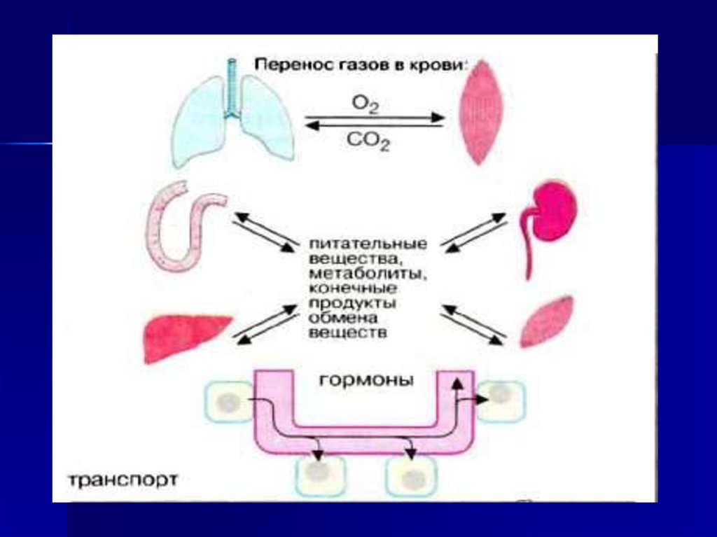 Соединение кислорода в крови. Перенос газов кровью. Перенос питательных веществ кровью. Схема переноса кислорода кровью. Процесс переноса газов кровью.
