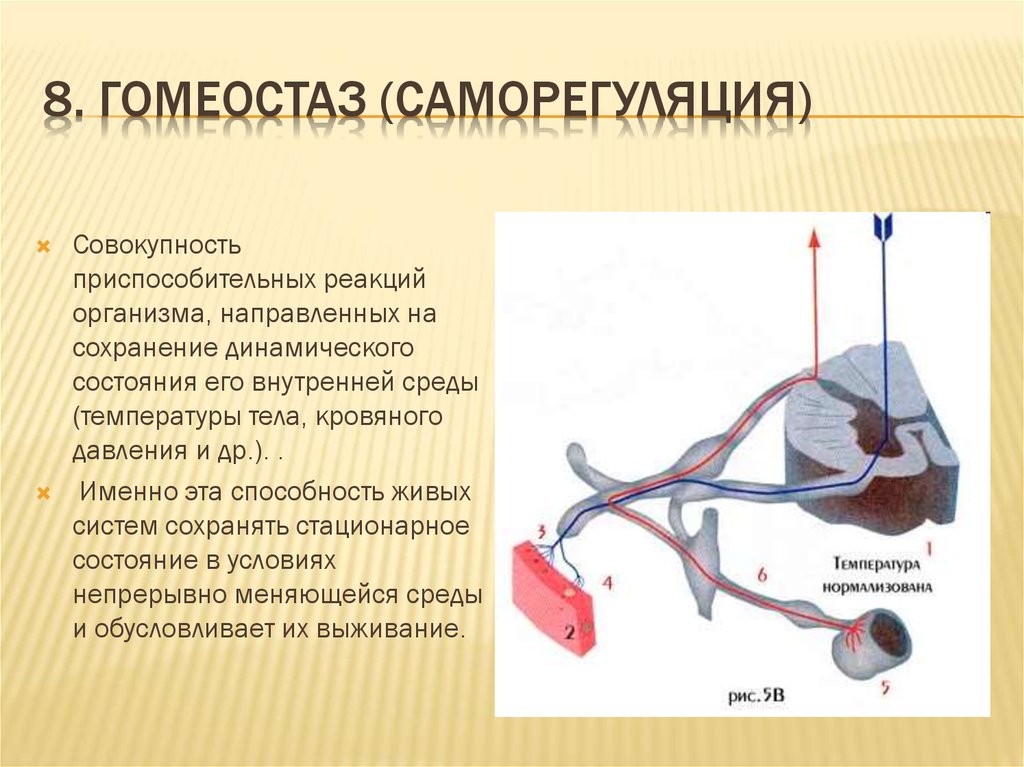 Гомеостаз лимфа