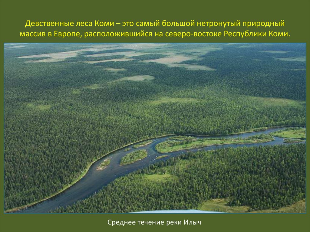 Девственные леса Коми – это самый большой нетронутый природный массив в Европе, расположившийся на северо-востоке Республики