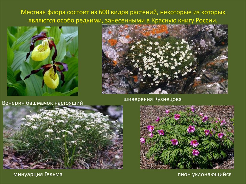 Местная флора состоит из 600 видов растений, некоторые из которых являются особо редкими, занесенными в Красную книгу России.