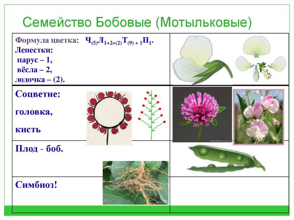 Семейство указанный. Семейство Мотыльковые бобовые формула. Семейство бобовые или Мотыльковые. Представители семейства бобовые таблица. Семейство Мотыльковые бобовые таблица.