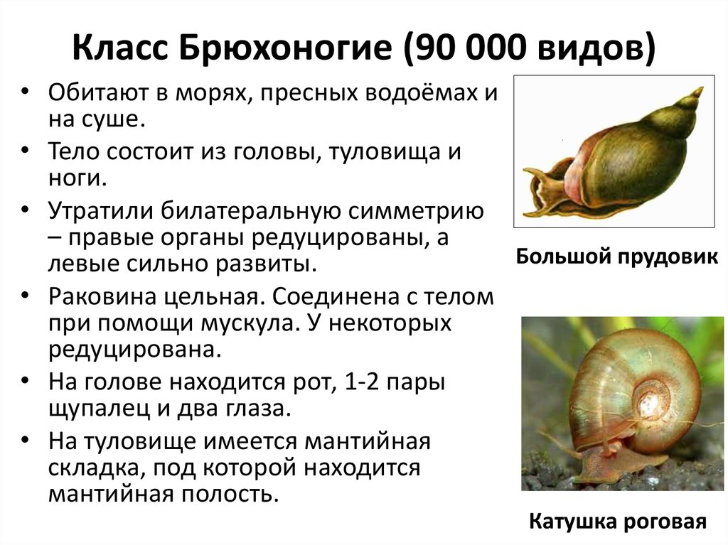 Биология брюхоногих моллюсков