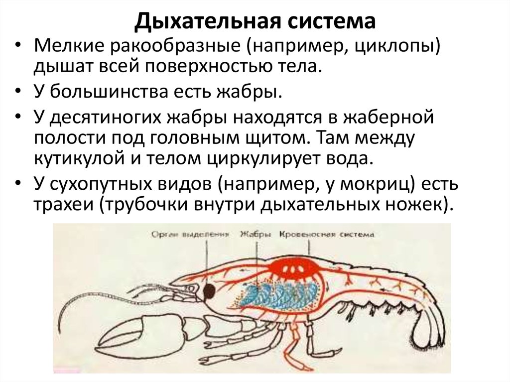 Ограниченно выделительная частица