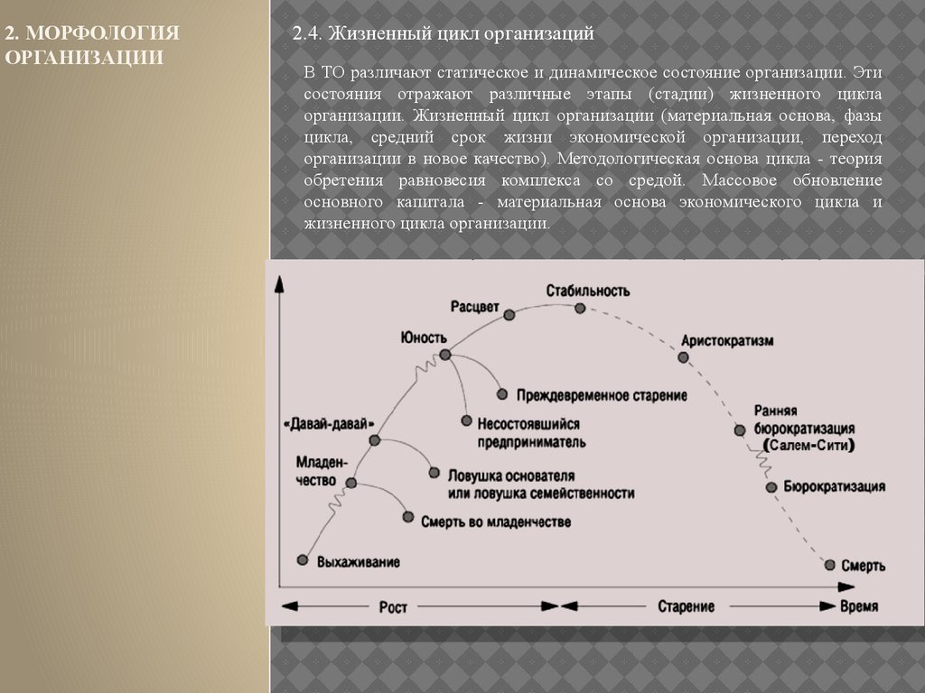 2. морфология ОРГАНИЗАЦИИ