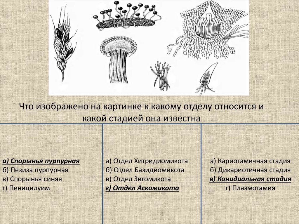 Определите отделы к которым относят растения изображенные на рисунках укажите признаки по которым вы