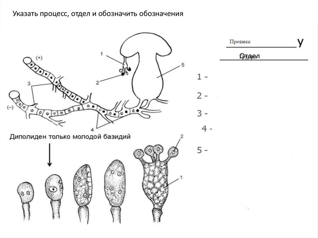 Укажите процесс. Размножение аскомицетов и базидиомицетов. Половой процесс у базидиальных грибов. Схема полового процесса базидиомицетов. Жизненный цикл базидиомицетов.