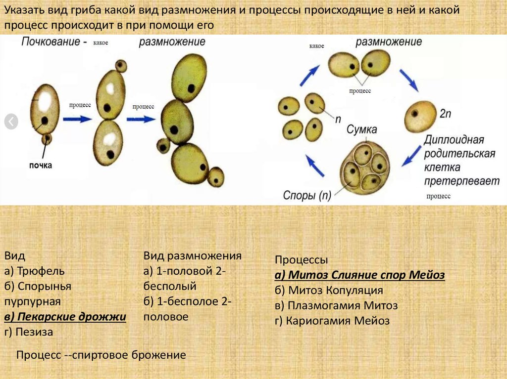 Укажите процесс. Типы полового процесса у грибов. Типы полового процесса у гриба. Аскомицеты Тип полового процесса. Половое размножение грибов процесс.