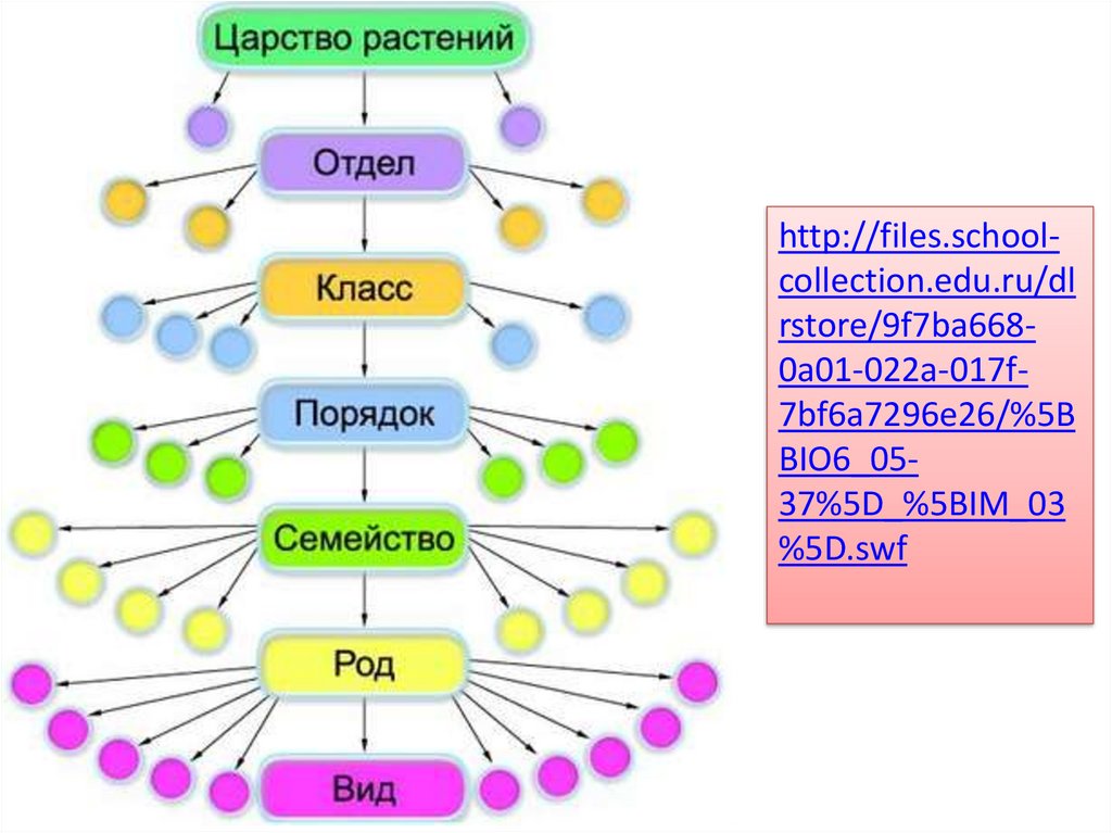 Определение систематике. Схема классификации растений таксоны. Иерархия царства растений. Таксономическая схема растений. Систематическая схема растений.