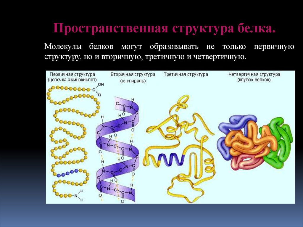 Какое строение белков