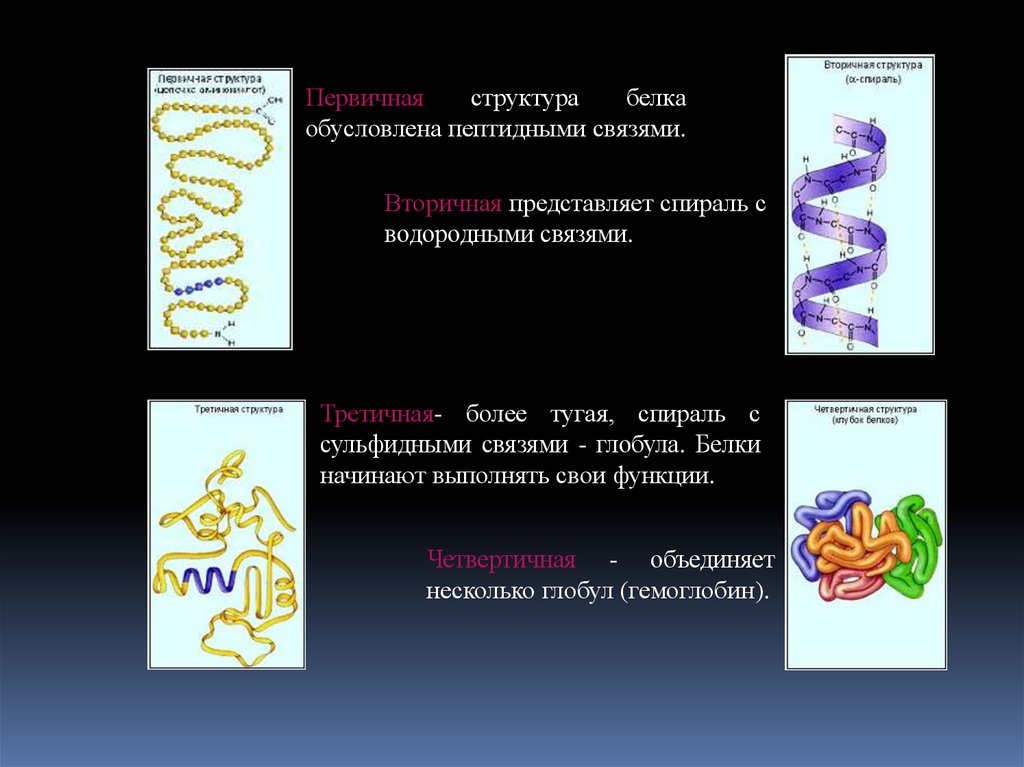 Какие связи есть в белке первичная. Первичная структура белка. Третичная структура белка глобула. Первичная структура белка обусловлена. Функции белка в организме.