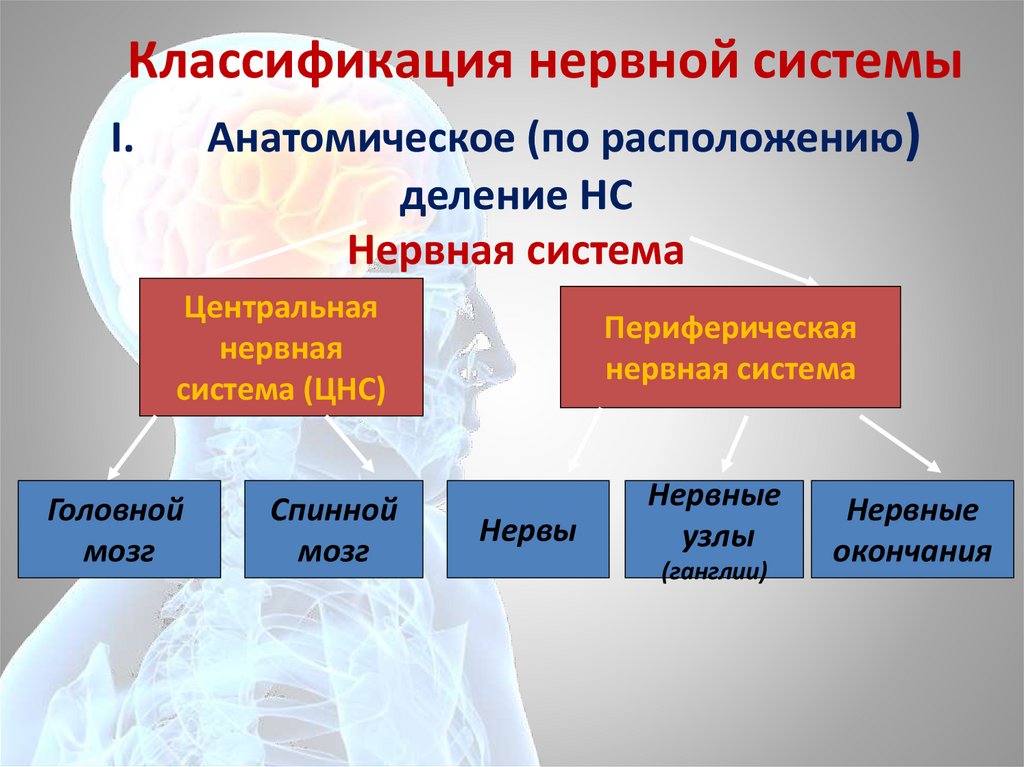 Классификация нервной системы. Классификация нервных тиков. Классификация нервных центров. Классификация нервных факторов.